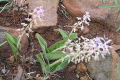 Scilla hyacinthina